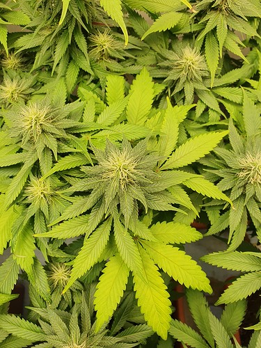 Growreport Bild 12