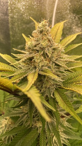 Growreport Bild 3
