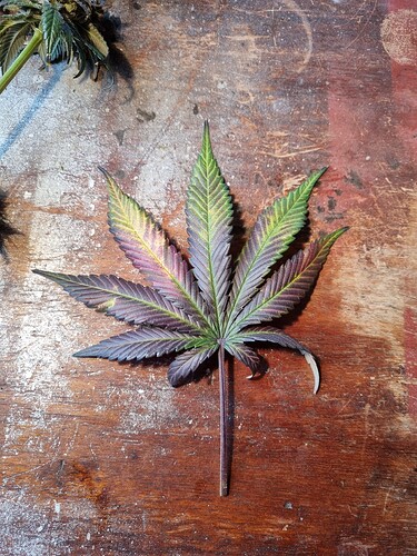 Growreport Bild 27