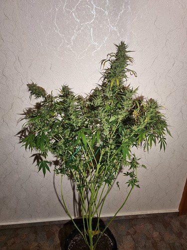 Growreport Bild 1