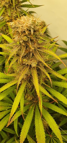 Growreport Bild 15