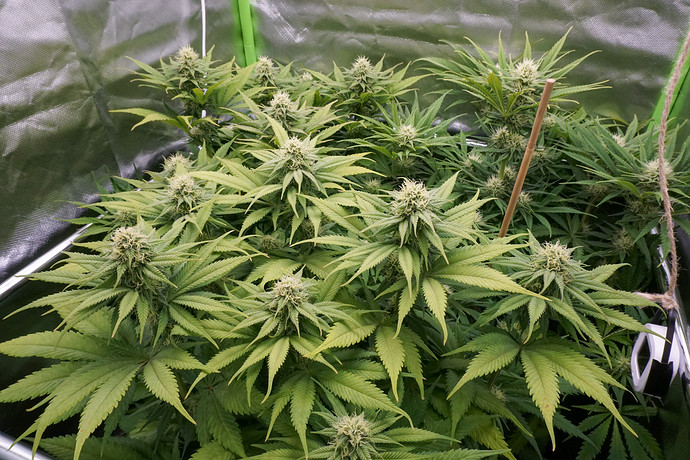 Growreport Bild 7