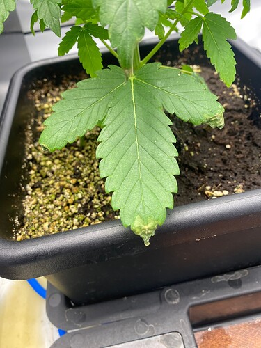 Growreport Bild 5