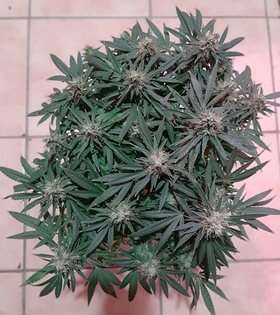 Growreport Bild 4