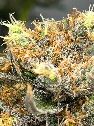 Growreport Bild 2