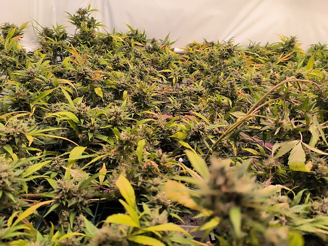 Growreport Bild 14