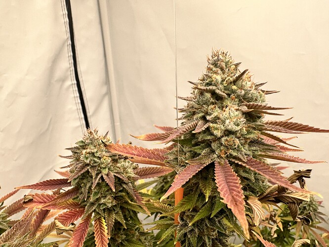 Growreport Bild 5