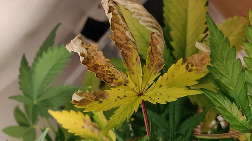 Growreport Bild 6