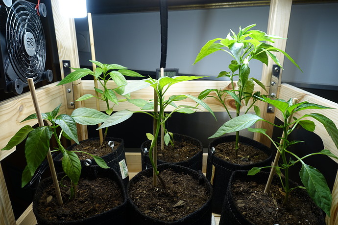 Growreport Bild 3