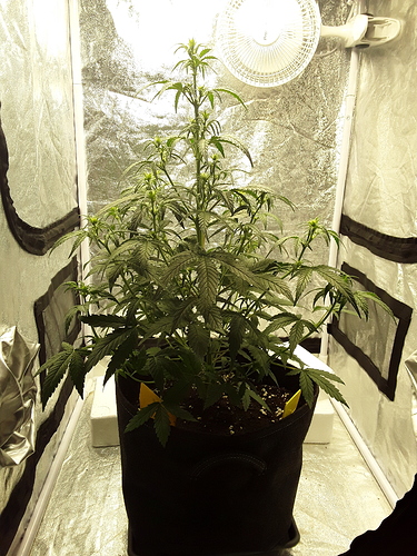 Growreport Bild 7
