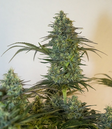 Growreport Bild 3