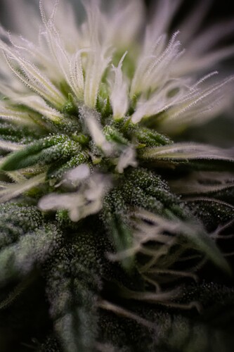 CherryMACMuffin-BT13-1745