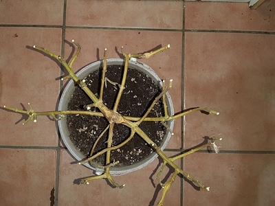 Growreport Bild 18