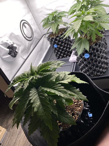 Growreport Bild 6