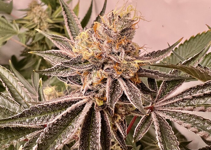 Growreport Bild 23