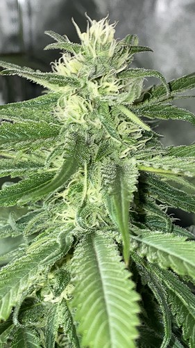 Growreport Bild 30
