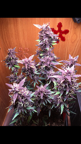 Growreport Bild 4
