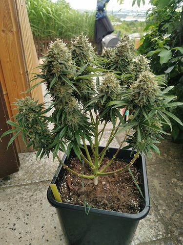 Growreport Bild 4