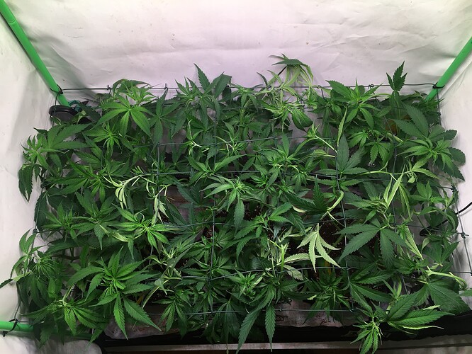 Growreport Bild 5