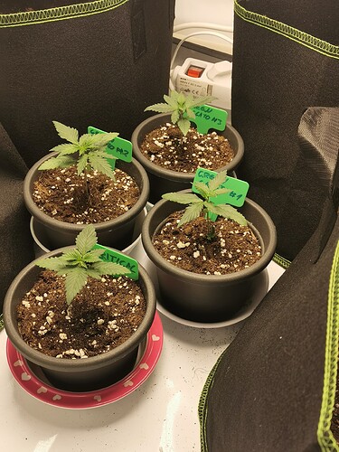Growreport Bild 2