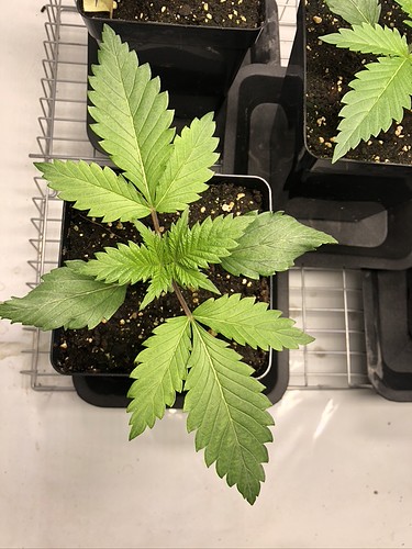 Growreport Bild 6