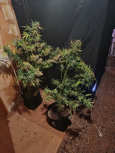 Growreport Bild 4
