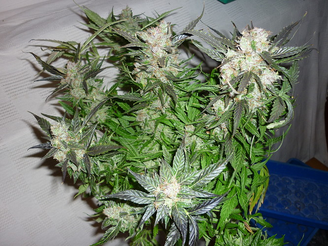 Growreport Bild 1