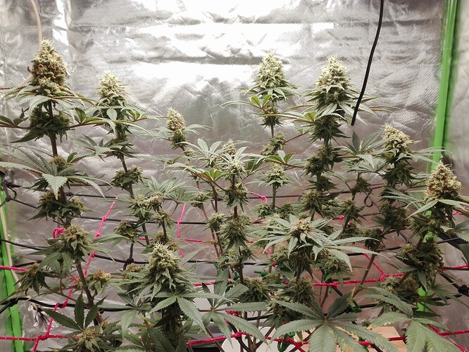 Growreport Bild 7