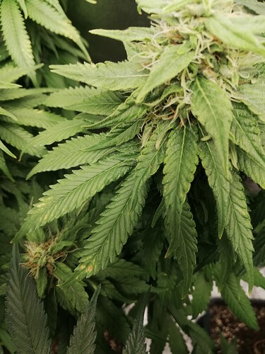 Growreport Bild 3