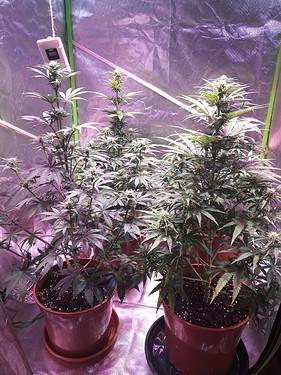 Growreport Bild 2