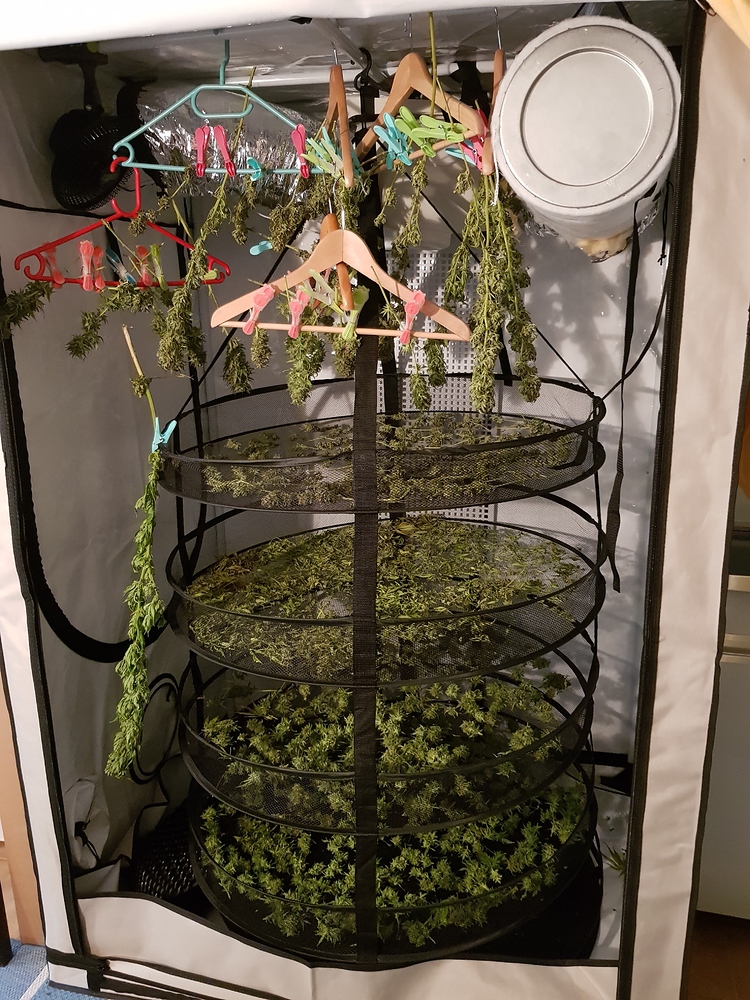 2020: Outdoor Töpfe im Garten - Erster Versuch ever⁸ - Outdoor - Forum