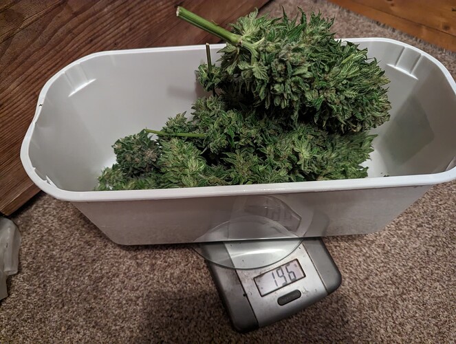 Growreport Bild 29
