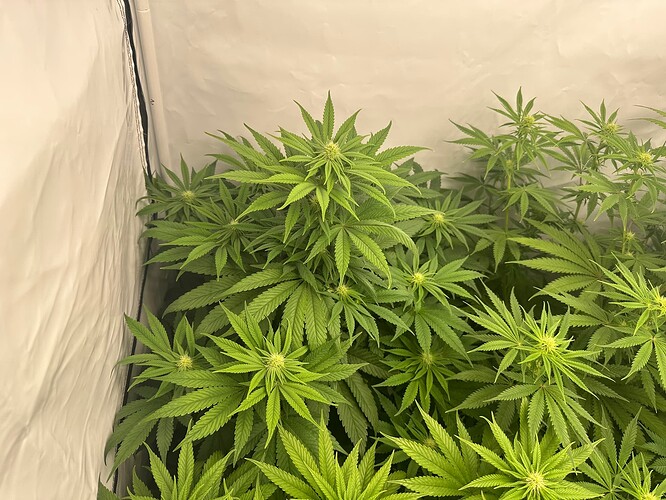 Growreport Bild 13