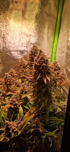Growreport Bild 4