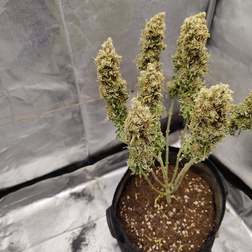 Growreport Bild 43
