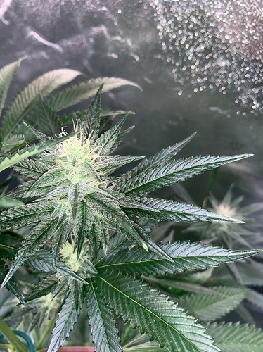 Growreport Bild 4