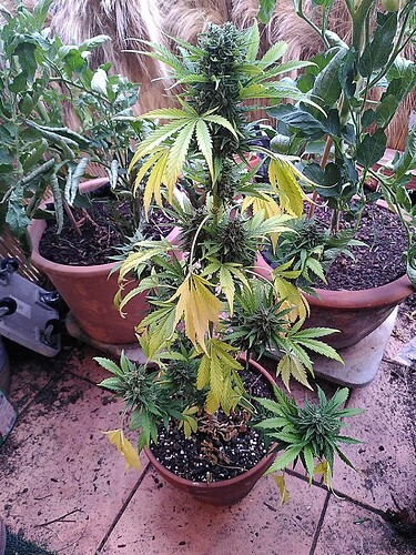 Growreport Bild 1