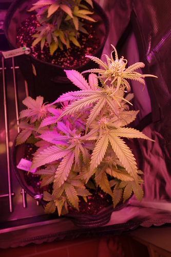 Growreport Bild 36