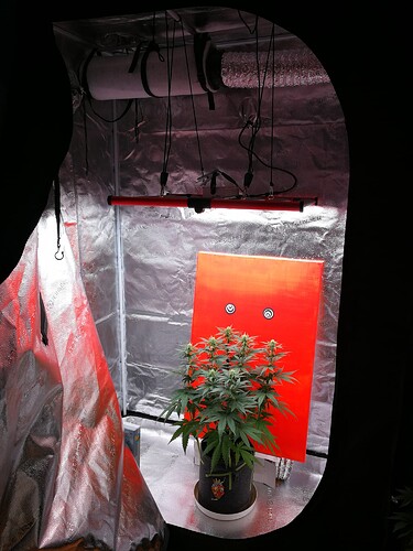 Growreport Bild 1