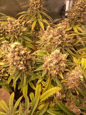 Growreport Bild 14