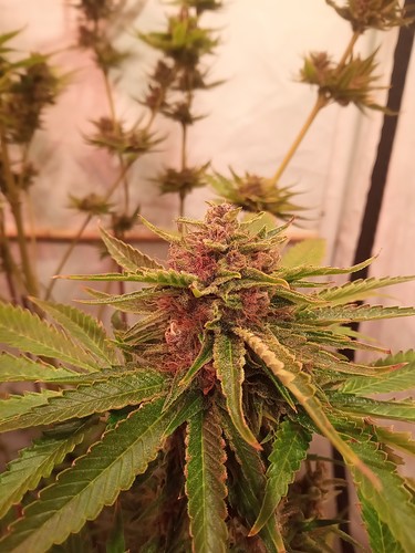 Growreport Bild 42