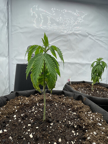 Growreport Bild 4