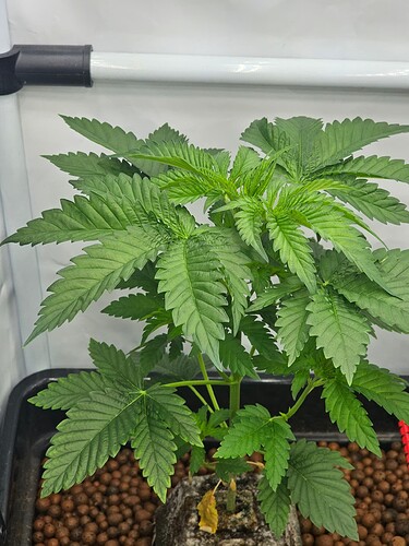 Growreport Bild 5