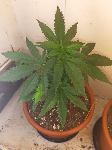 Growreport Bild 2