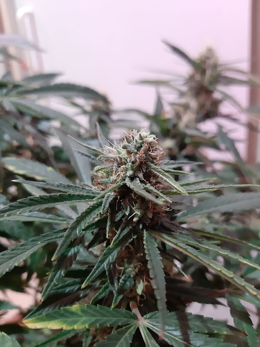 Growreport Bild 6