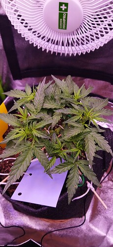 Growreport Bild 55