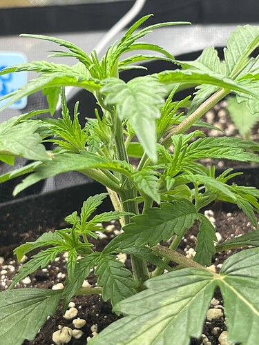 Growreport Bild 44