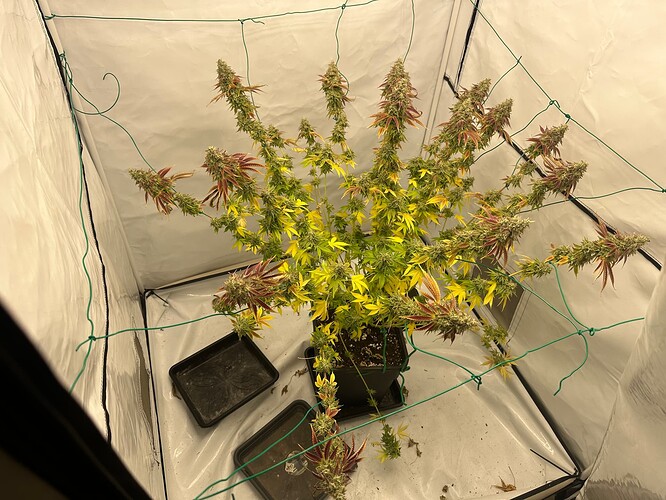 Growreport Bild 2