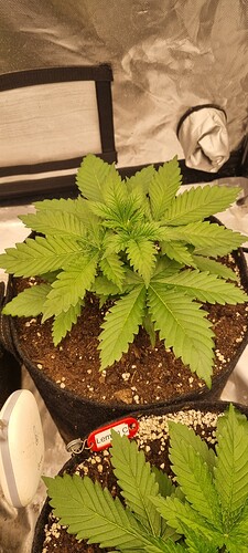 Growreport Bild 5