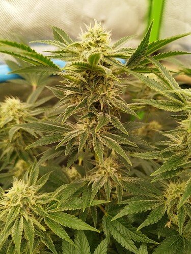 Growreport Bild 11